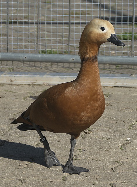襟见肘