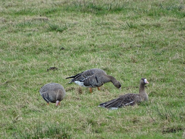 东契奇和S 东契奇和S