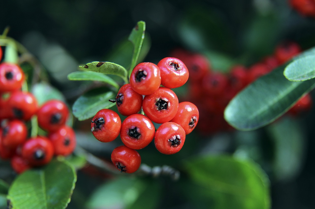 的录像回放 的录像回放